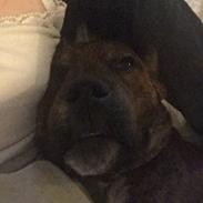 Blanding af racer Thor