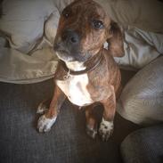 Blanding af racer Thor