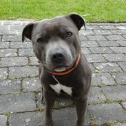 Staffordshire bull terrier Max 