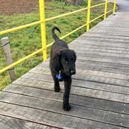 Flat coated retriever Pepsi