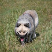 Islandsk fårehund Heppni