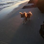 Chihuahua Al'Gisimo's Alfredo