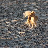 Chihuahua Al'Gisimo's Alfredo