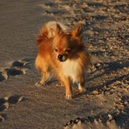 Chihuahua Al'Gisimo's Alfredo