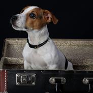 Jack russell terrier Conrad Markussen