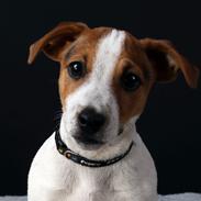 Jack russell terrier Conrad Markussen