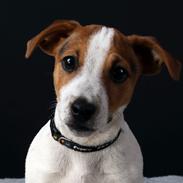 Jack russell terrier Conrad Markussen 