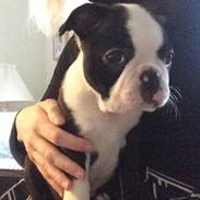 Boston terrier Wilma