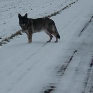 Schæferhund Ulveskovens Ofelia. (Laika).