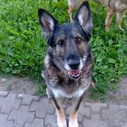 Schæferhund Ulveskovens Ofelia. (Laika).