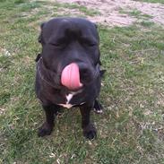 Staffordshire bull terrier Rocky