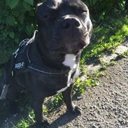 Staffordshire bull terrier Rocky