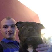 Staffordshire bull terrier Rocky