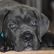 Cane corso Colombiano "sange Blu" in Verto Corso