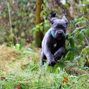 Cane corso Colombiano "sange Blu" in Verto Corso