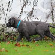 Cane corso Colombiano "sange Blu" in Verto Corso