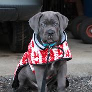 Cane corso Colombiano "sange Blu" in Verto Corso