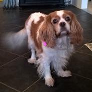 Cavalier king charles spaniel Amanda