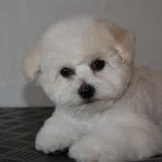 Bichon à poil frisé Cesco