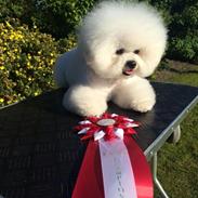 Bichon à poil frisé Cesco