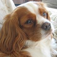 Cavalier king charles spaniel Amanda