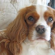 Cavalier king charles spaniel Amanda