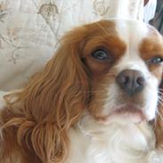 Cavalier king charles spaniel Amanda