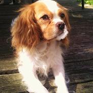 Cavalier king charles spaniel Amanda
