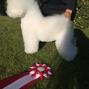 Bichon à poil frisé Cesco