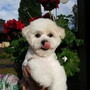 Bichon à poil frisé Cesco