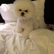 Bichon à poil frisé Cesco