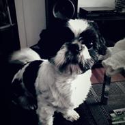 Shih tzu kalle