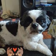 Shih tzu kalle