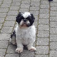 Shih tzu kalle