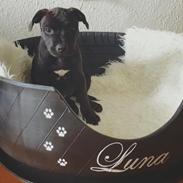 Staffordshire bull terrier BitchByChoice - Luna BA