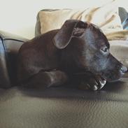 Staffordshire bull terrier BitchByChoice - Luna BA