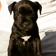 Staffordshire bull terrier BitchByChoice - Luna BA