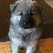 Eurasier Thimo