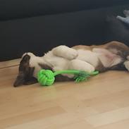 Welsh corgi cardigan Albert