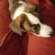Welsh corgi cardigan Albert