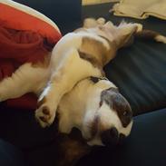 Welsh corgi cardigan Albert