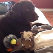 Labrador retriever Buddy