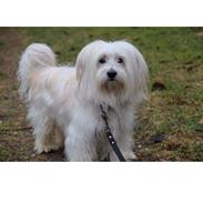 Bichon havanais Casmir