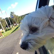 Bichon havanais Casmir