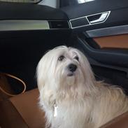 Bichon havanais Casmir