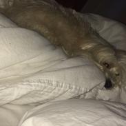 Bichon havanais Casmir