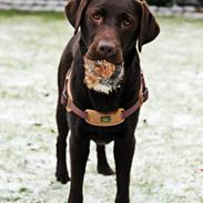 Labrador retriever Fella