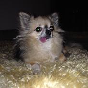 Chihuahua Felix