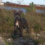 Staffordshire bull terrier Baby Blue 