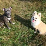 Staffordshire bull terrier Baby Blue 